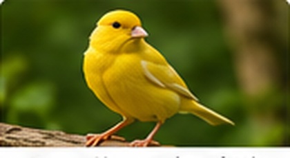 Passeriformes (Canário)